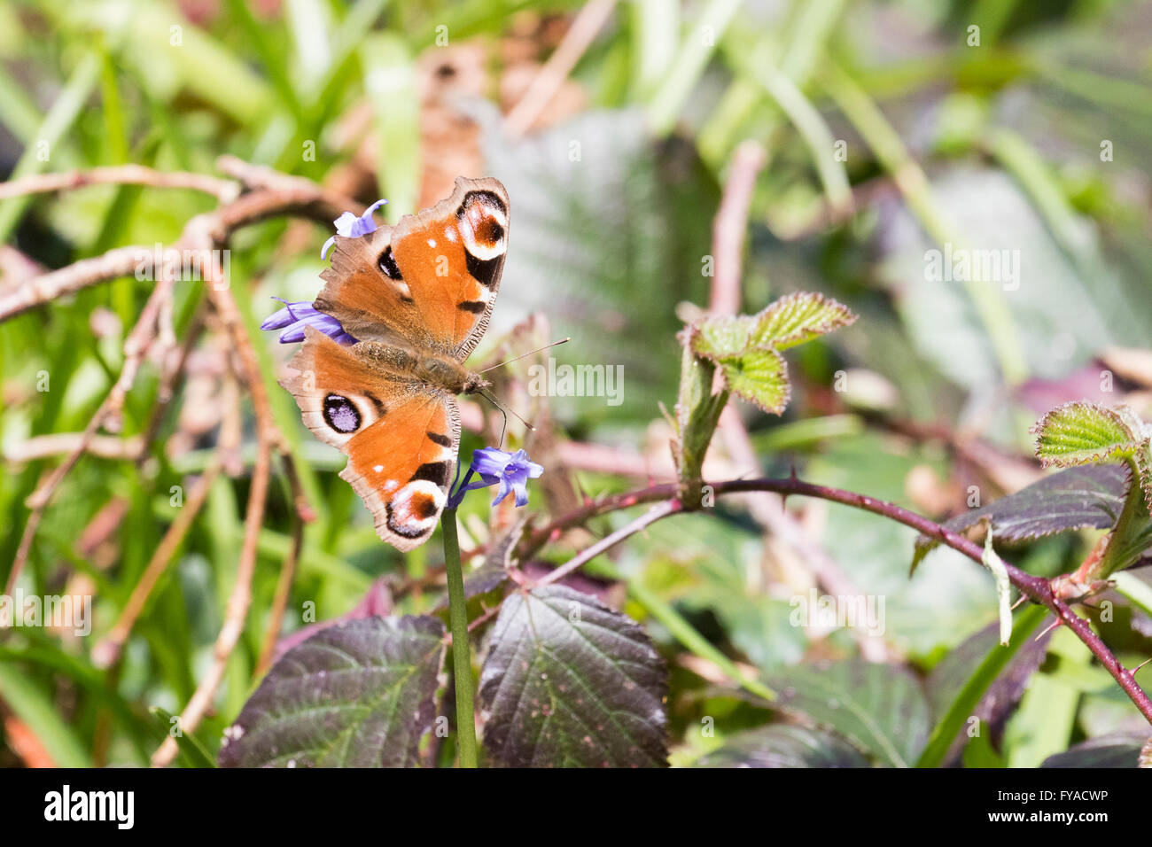 Una farfalla pavone a Ynyshir su un bluebell Foto Stock