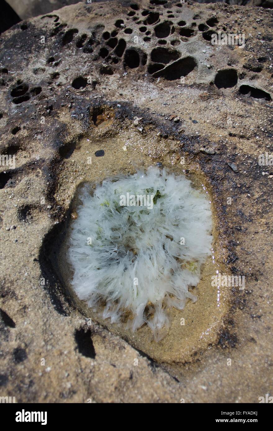 White vita vegetale che cresce in una piscina poco profonda di acqua lungo la California del Nord e costa. Foto Stock