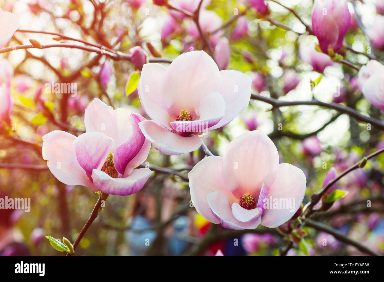 Immagine della fioritura magnolia fiori in primavera tempo Foto Stock