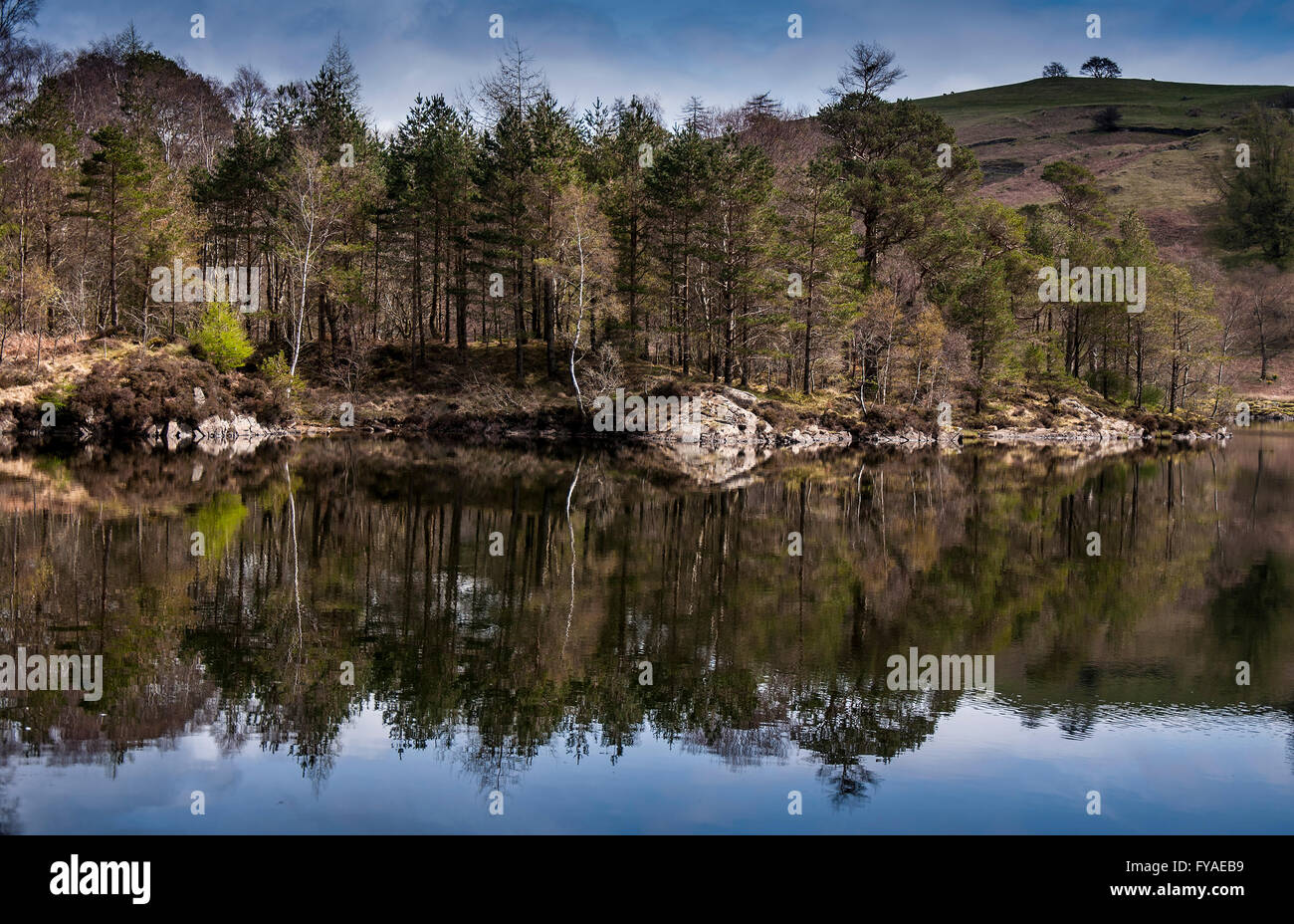 Bordo di foresta riflessioni di Tarn Hows, Lake District Cumbria Foto Stock