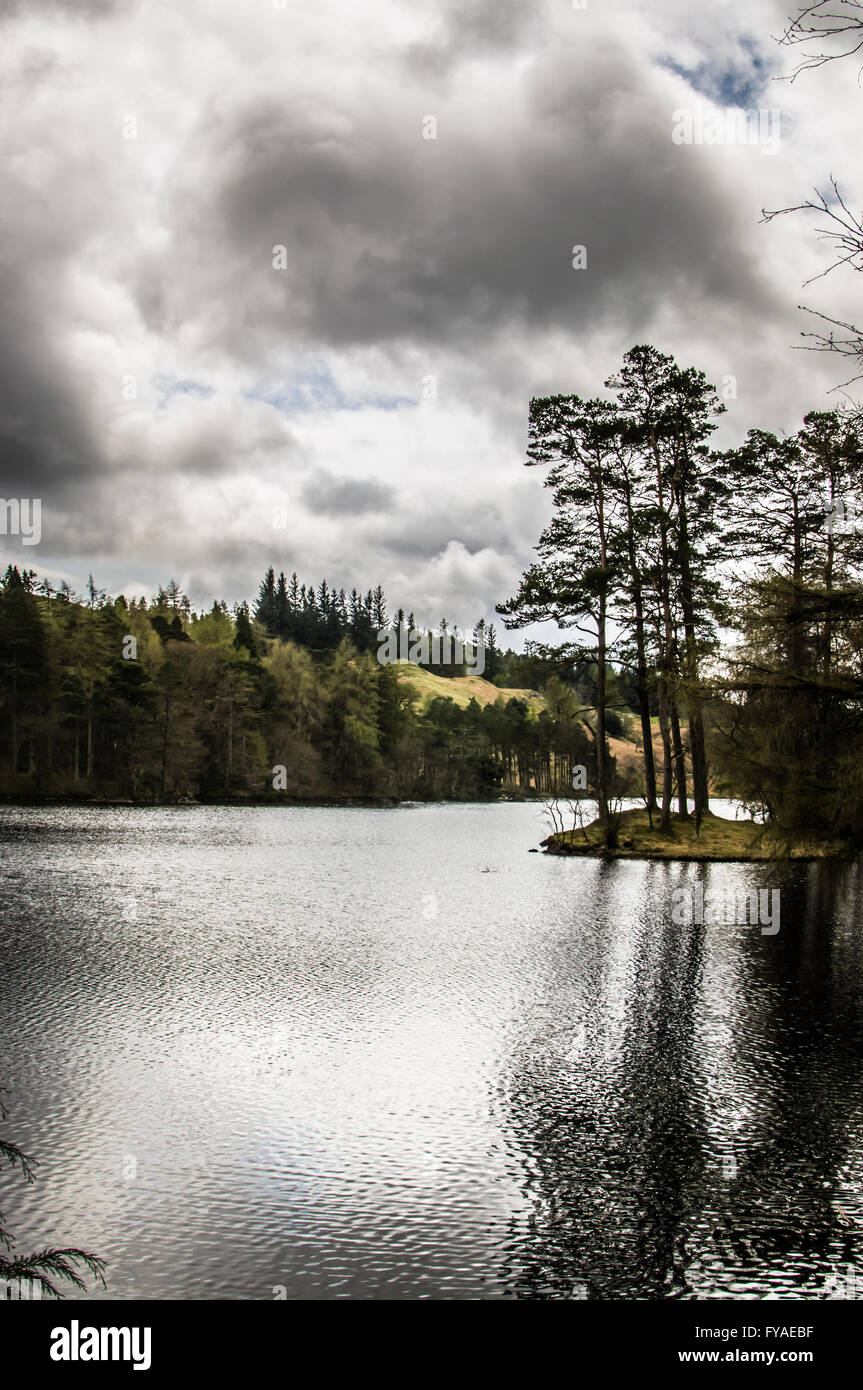 Tarn Hows nel pomeriggio, vicino Conistan. Foto Stock