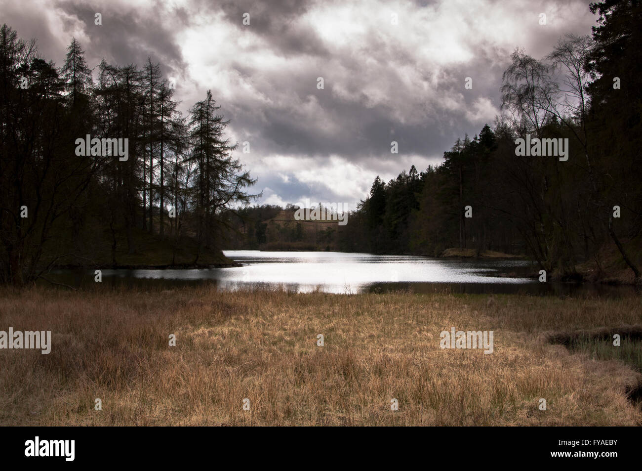 Tarn Hows. Parco Nazionale del Distretto dei Laghi in Inghilterra. Il National Trust. Questa immagine è una piscina paesaggistica, paesaggio, natura fotografia. Foto Stock