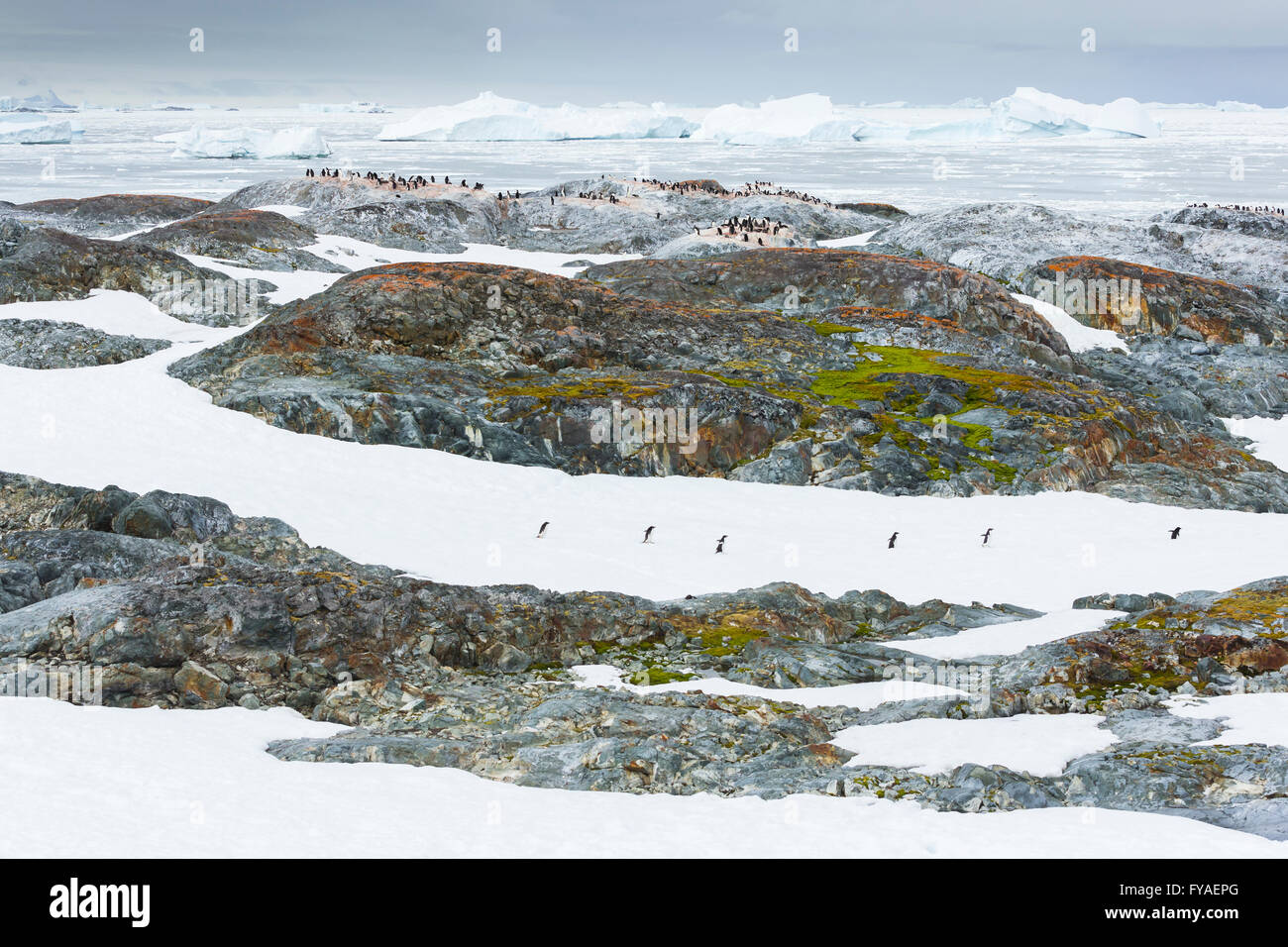 Adelie penguin Pygoscelis adeliae, colony & rookeries tra neve e ghiaccio e roccia, Isola Yalour, Penisola Antartica in gennaio. Foto Stock