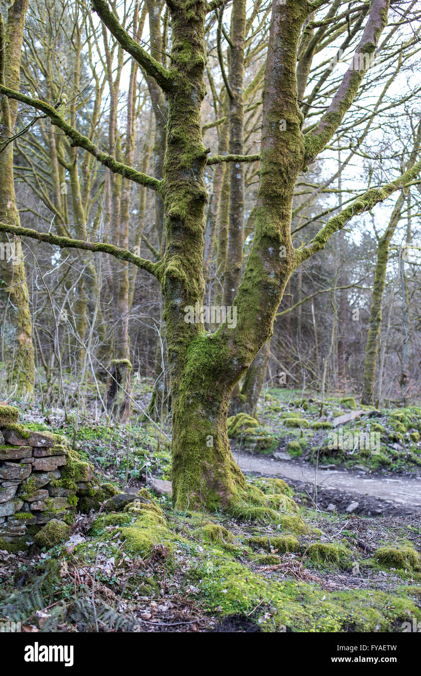 Antica alla ricerca moss albero coperto, Tockholes boschi, Roddlesworth Boschi Foto Stock