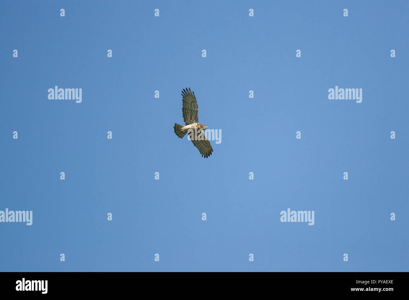 Corto-toed eagle Circaetus gallicus, adulto, in volo contro il cielo blu che trasportano legless europea lucertola, Agra, Lesbo in aprile. Foto Stock