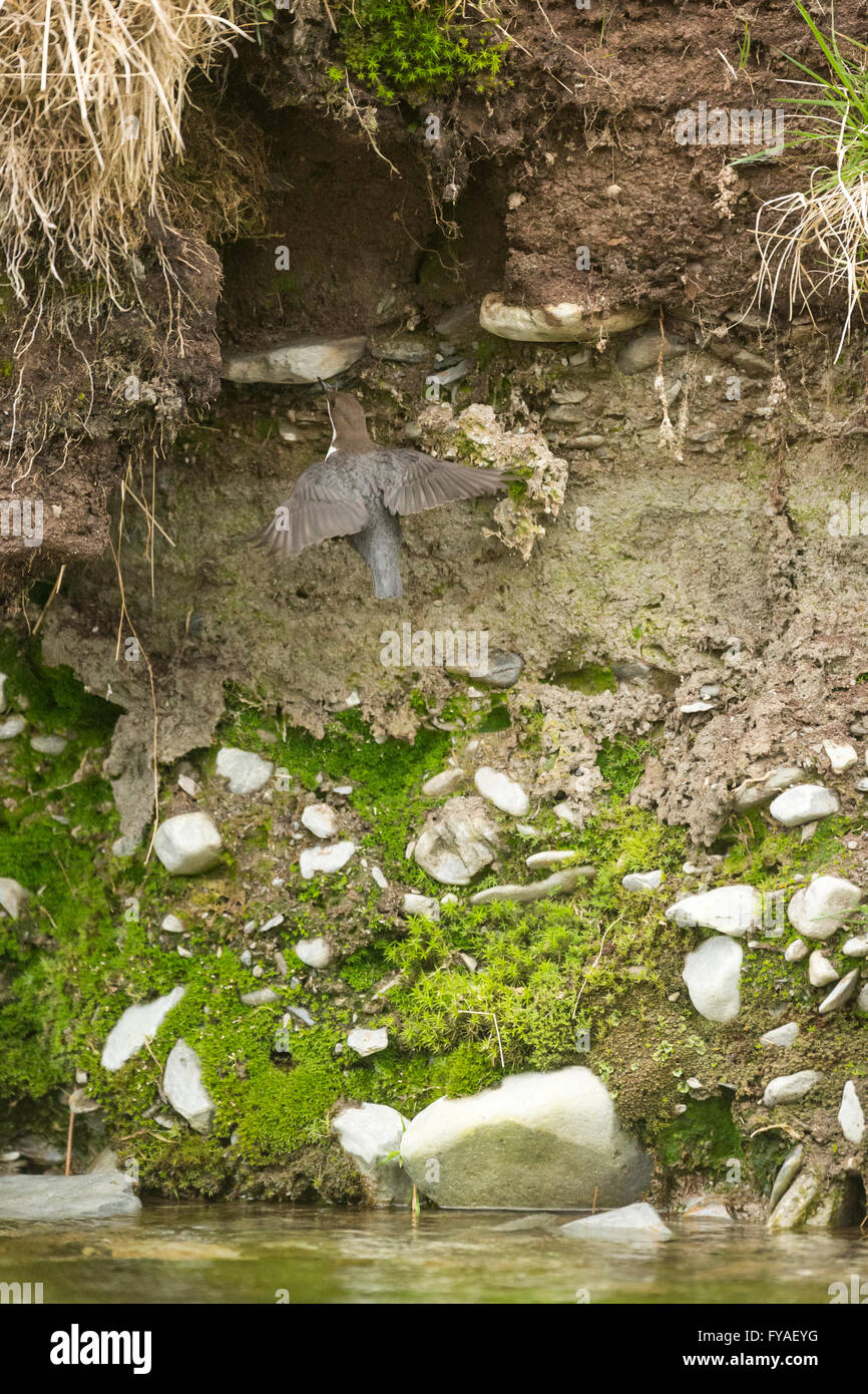 Bianco-throated dipper Cinclus cinclus, adulti battenti al sito di nido, Aberhirnant, Gwynedd, nel Galles a maggio. Foto Stock