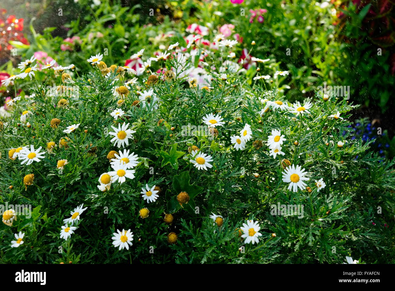 Cottage fiori da giardino e composizioni floreali giardinaggio Australia Foto Stock