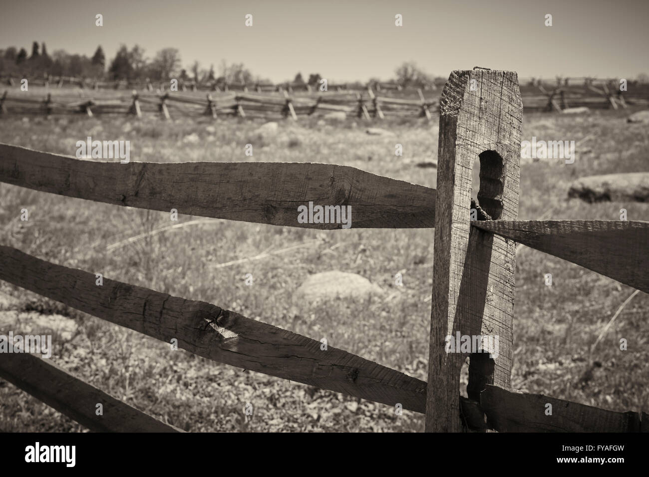 Split cancellata, conserve, campo di battaglia di Gettysburg National Military Park, Pennsylvania, STATI UNITI D'AMERICA Foto Stock