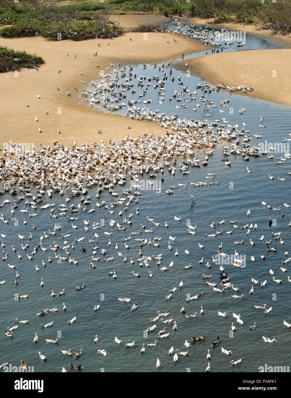 Animale da pascolo sul fiume, allevamento di anatre sull acqua, allevamento di pollame in Vietnam Foto Stock