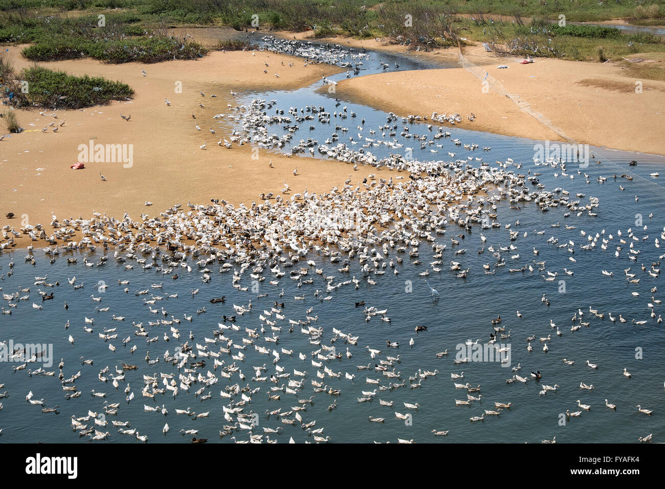 Animale da pascolo sul fiume, allevamento di anatre sull acqua, allevamento di pollame in Vietnam Foto Stock