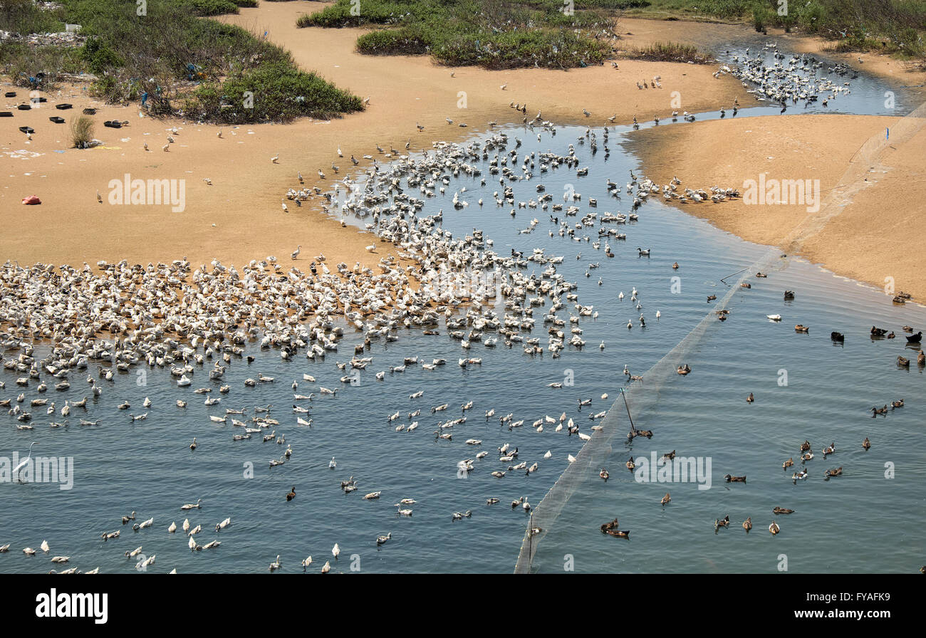 Animale da pascolo sul fiume, allevamento di anatre sull acqua, allevamento di pollame in Vietnam Foto Stock