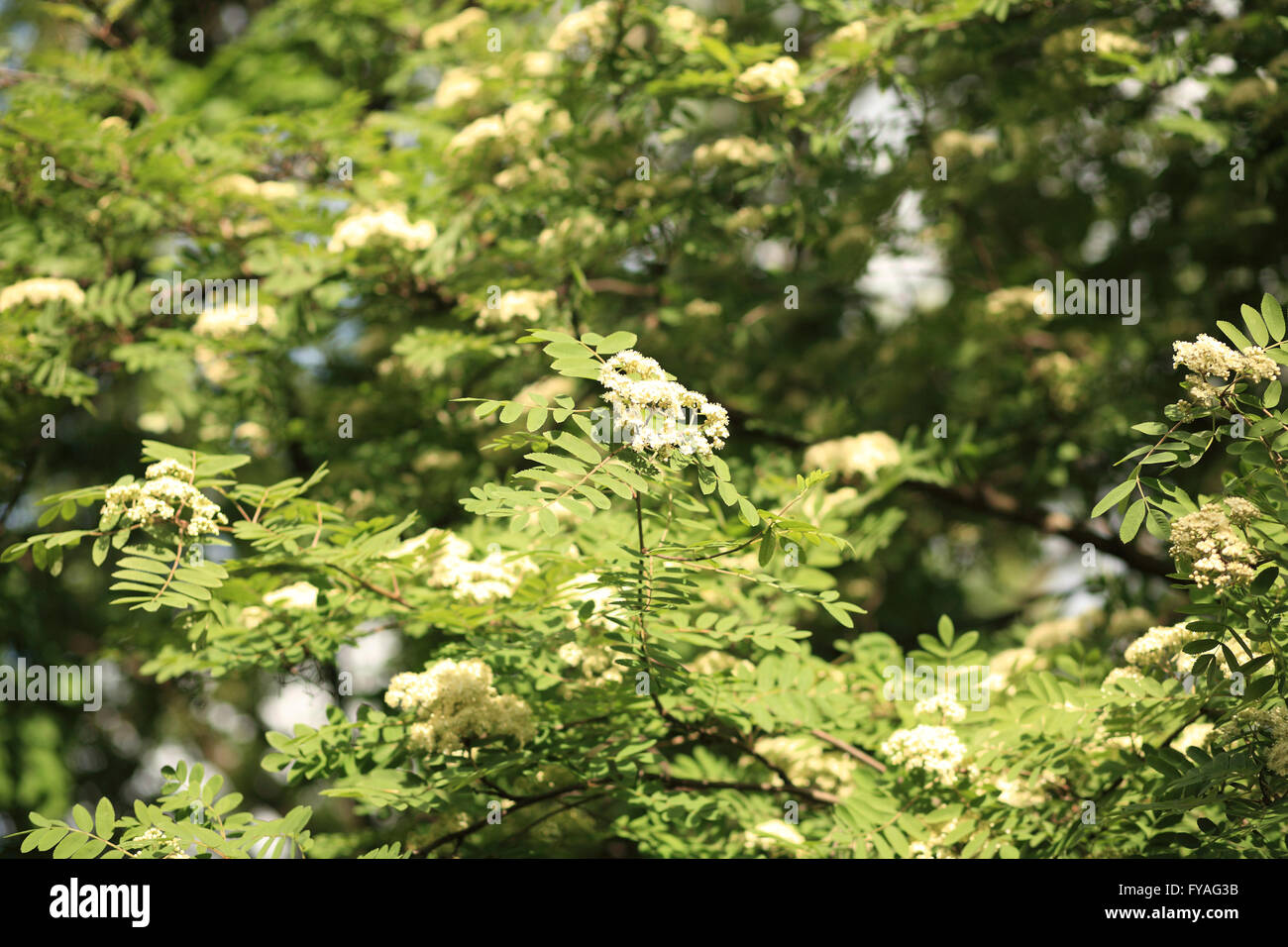 Ashberry albero nella giornata di primavera Foto Stock