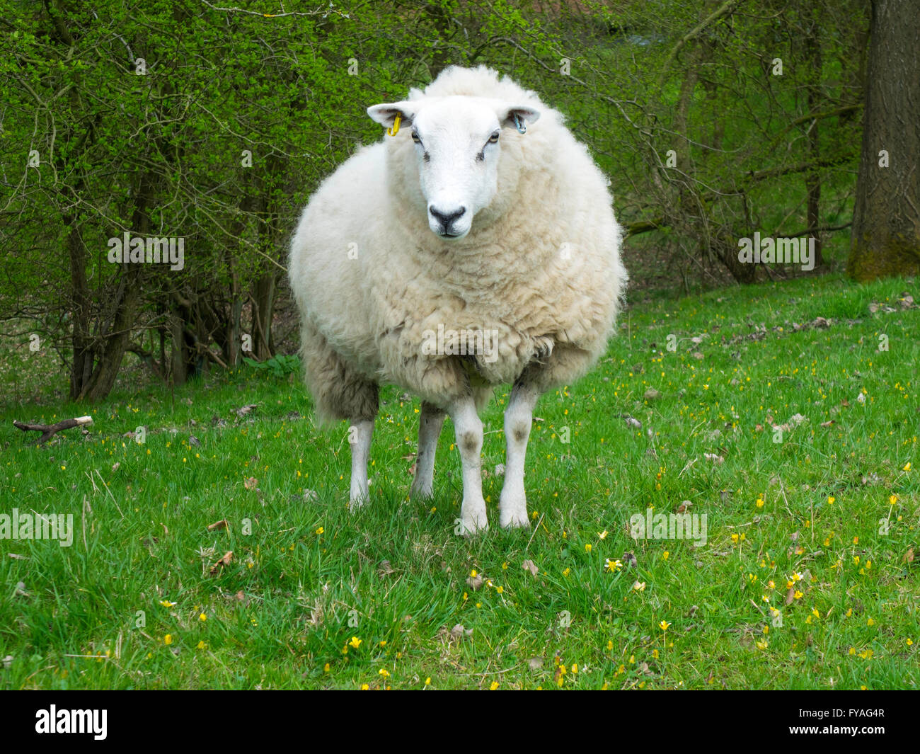 Agriturismo singolo animale femmina della specie ovina in bosco aperto Foto Stock