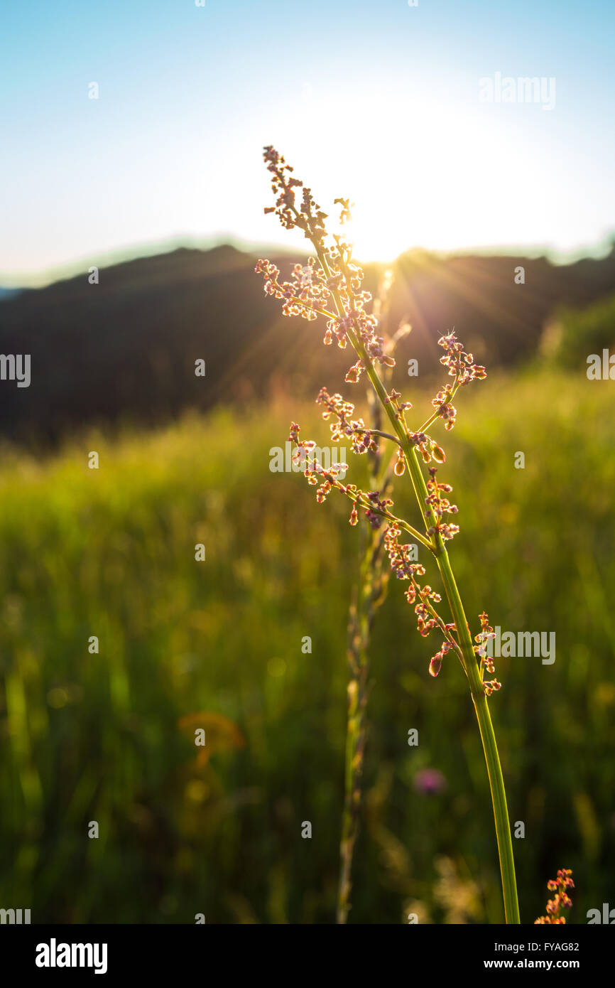 Impianto di greggio con semi al sole su un prato con erba verde e fiori selvatici fino alla collina Foto Stock