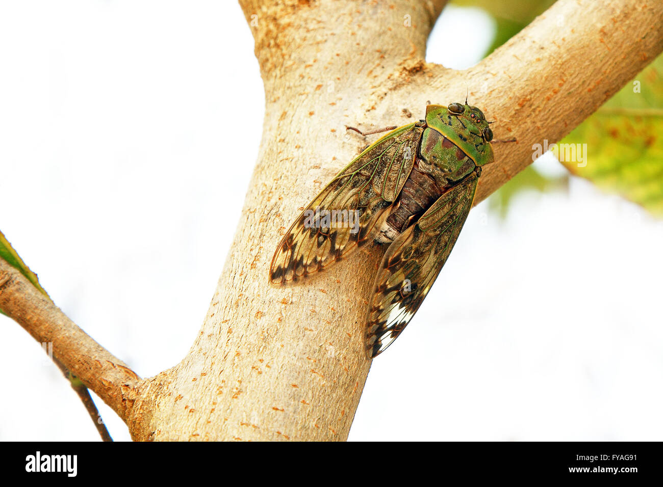 Close-up di verde cicala insetto su un tronco di albero in Tanzania Foto Stock