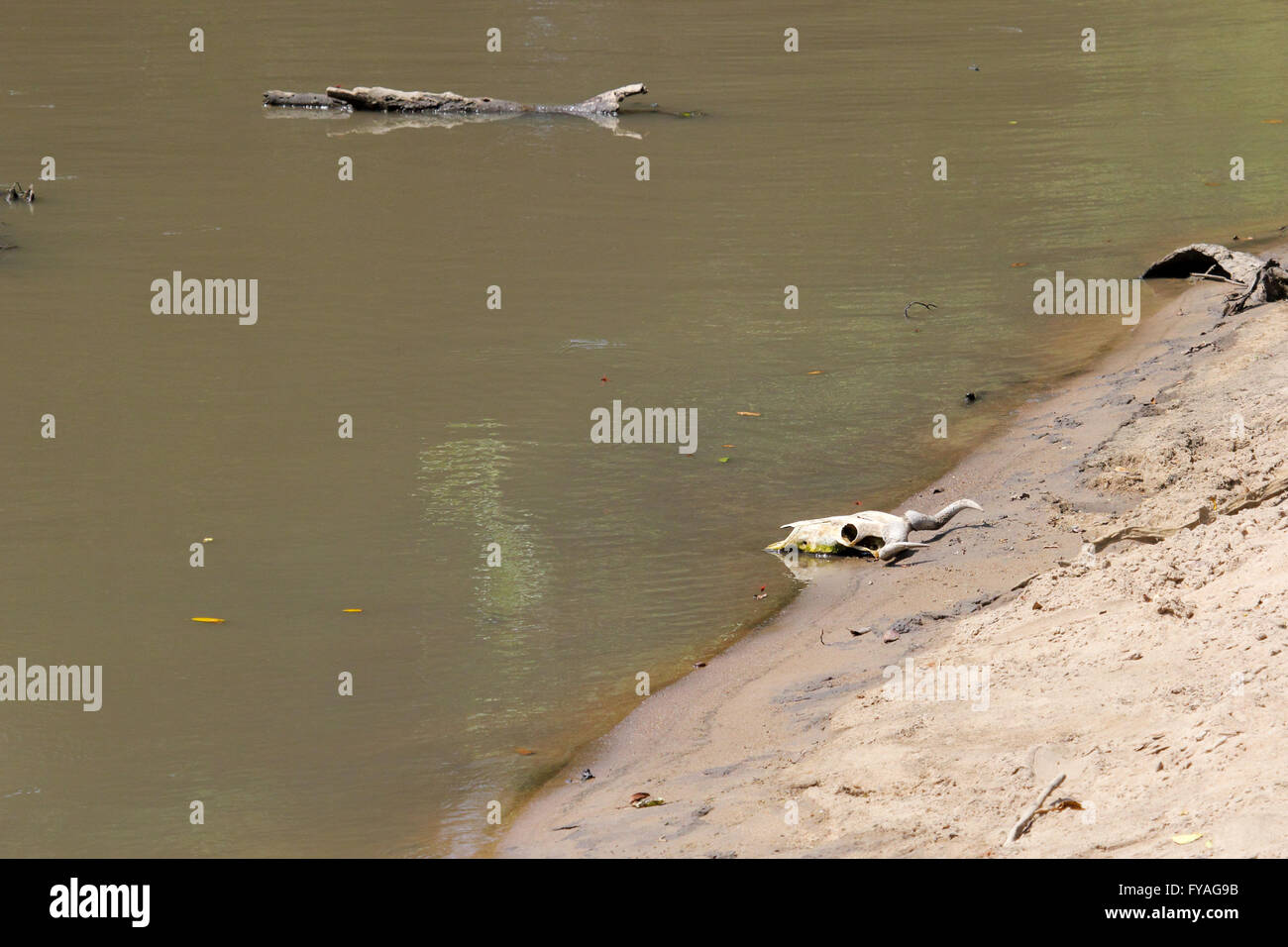 Cranio di un morto antilopi lungo la spiaggia di un fiume nel Parco Nazionale del Serengeti Tanzania Foto Stock