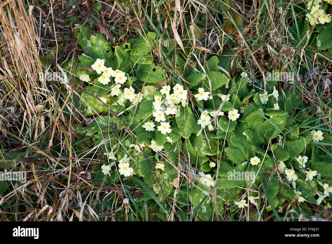 Wild primule (Primula vulgaris) cresce ai margini dei terreni agricoli, UK. Foto Stock