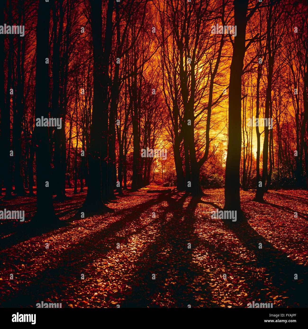 Piuttosto il tramonto attraverso gli alberi al di fuori. Foto Stock