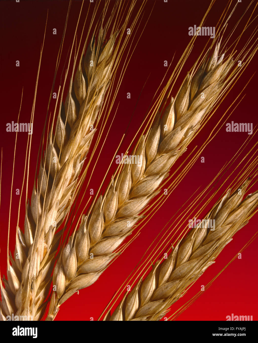 Close-up di orzo, in interni. Foto Stock