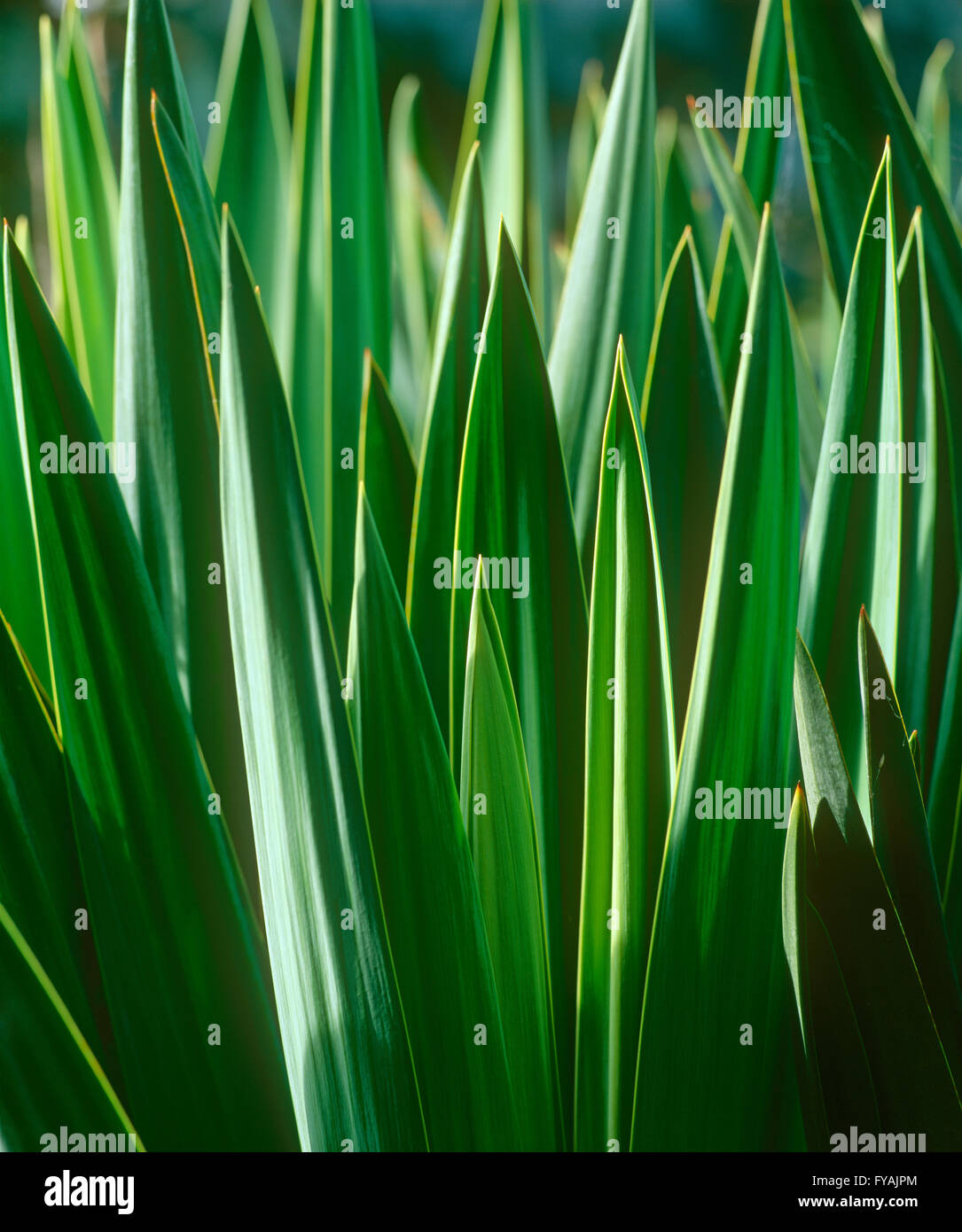 Close-up di pale di erba, all'esterno. Foto Stock