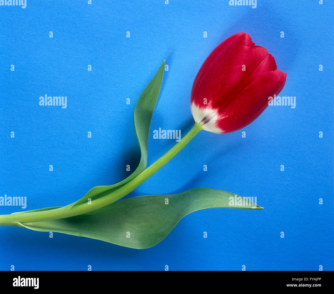 Un rosso tulip, in interni. Foto Stock