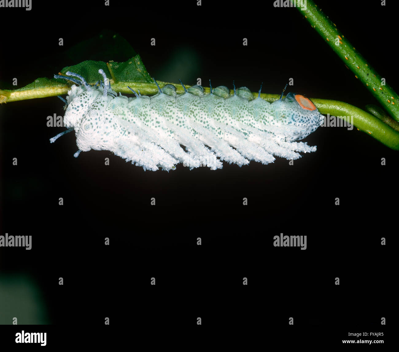 Giant atlas moth caterpillar appeso su una piccola foglia, all'esterno. Foto Stock