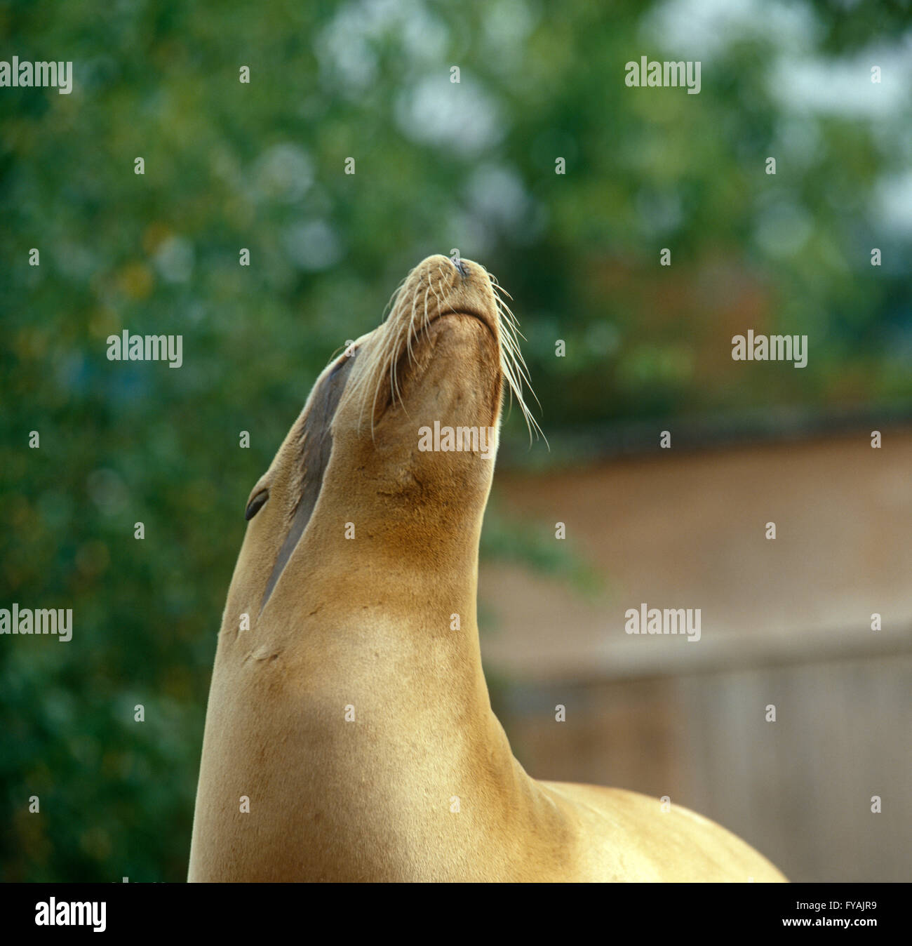 Sea Lion cercando fino al cielo, all'esterno. Foto Stock