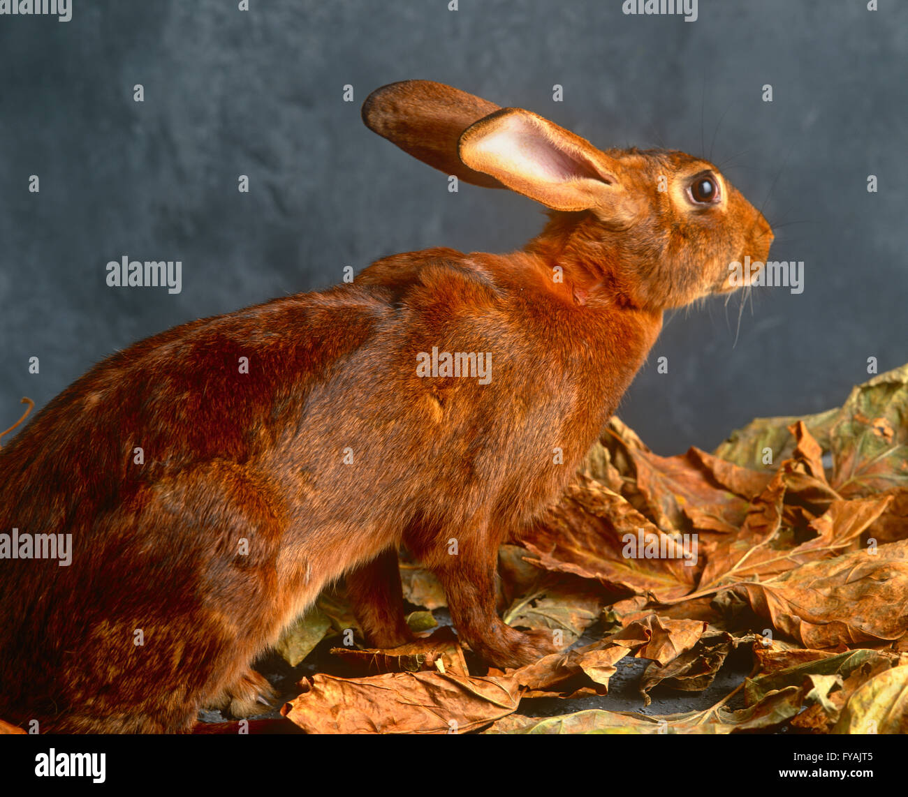 Una lepre in piedi su foglie di autunno, all'interno. Foto Stock