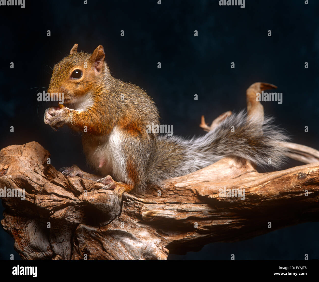 Lo scoiattolo seduto su un ramo, all'interno. Foto Stock