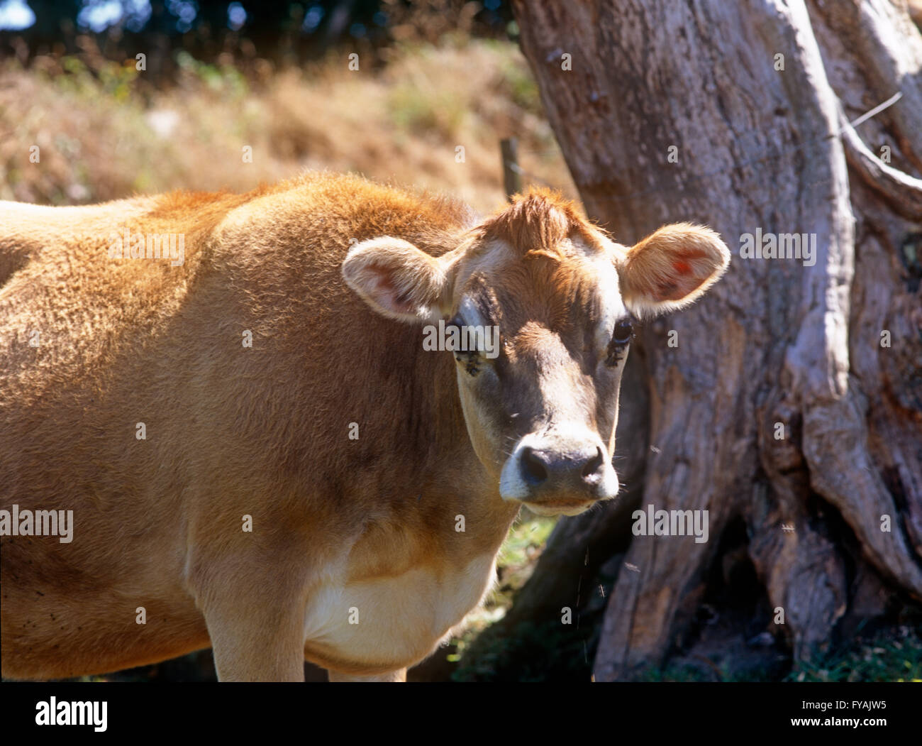 Vacca di grandi dimensioni in piedi da un albero, all'esterno. Foto Stock