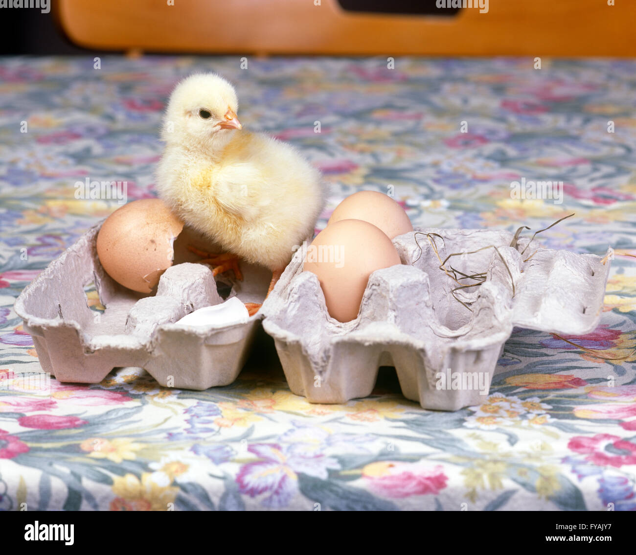 Un pulcino di bambino seduto in una scatola per uova, all'interno. Foto Stock