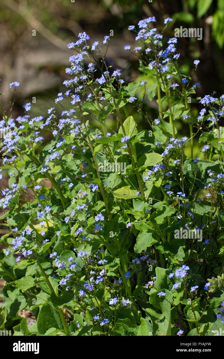 Molla blu dei fiori di hardy perenni, Brunnera macrophylla Foto Stock