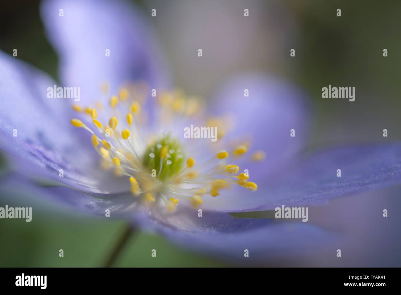 Chiusura del bel blu fiore Robinsoniana ANemone. Un dolce primavera fioritura delle piante. Foto Stock