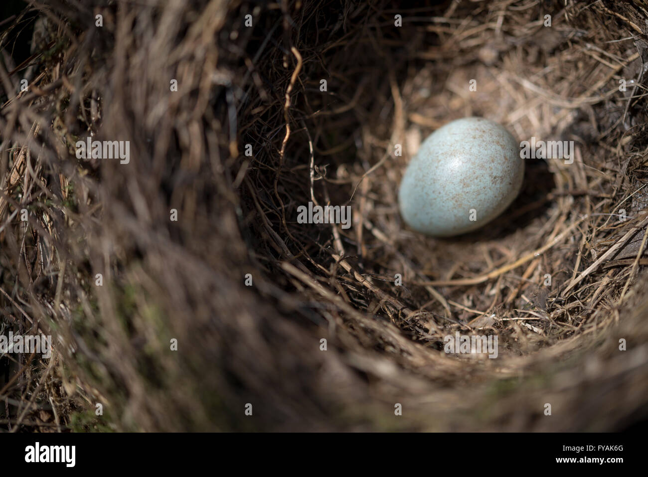 Close up di un singolo Blackbird uovo in un nido in primavera. Foto Stock