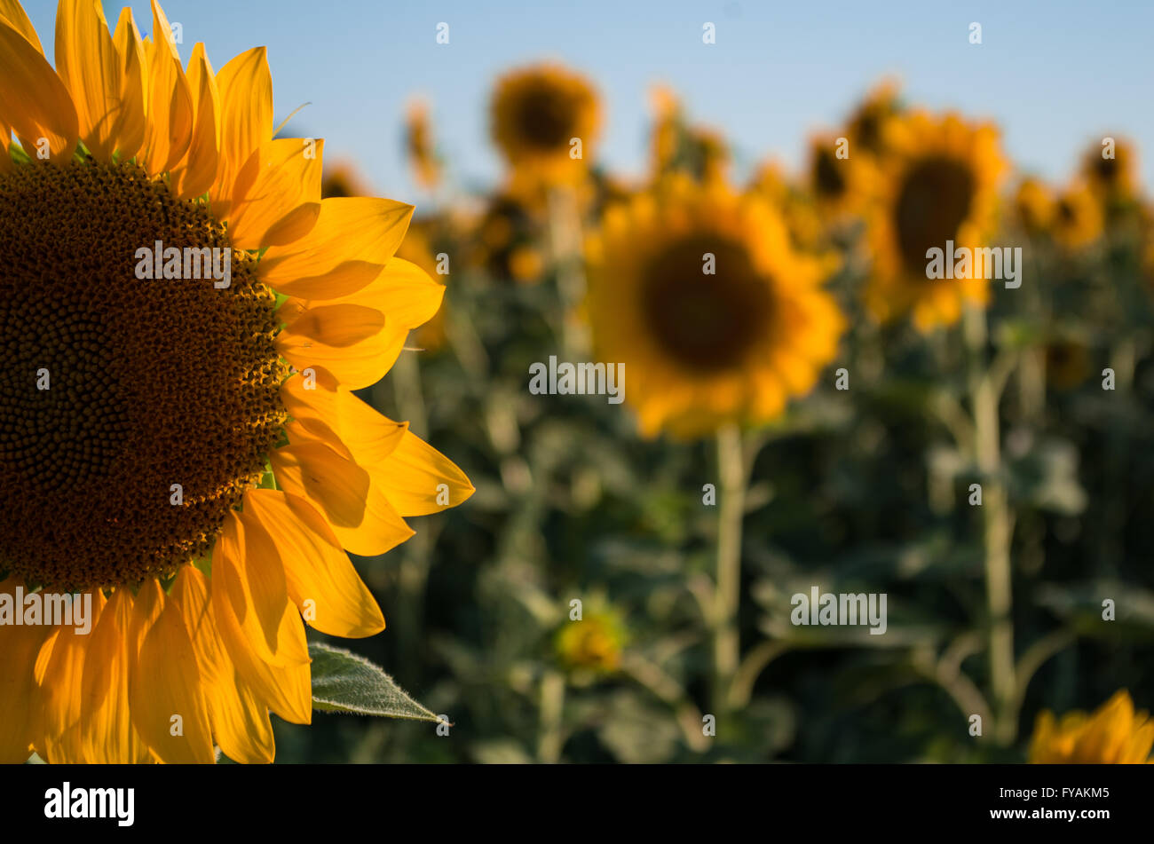 Semi di girasole nella didascalia Foto Stock
