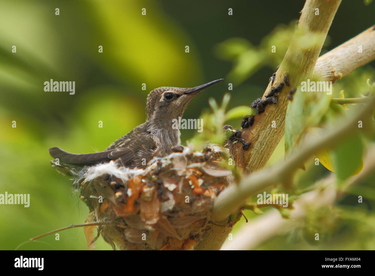North American colibrì sollevando i giovani uccellini in un nido Foto Stock
