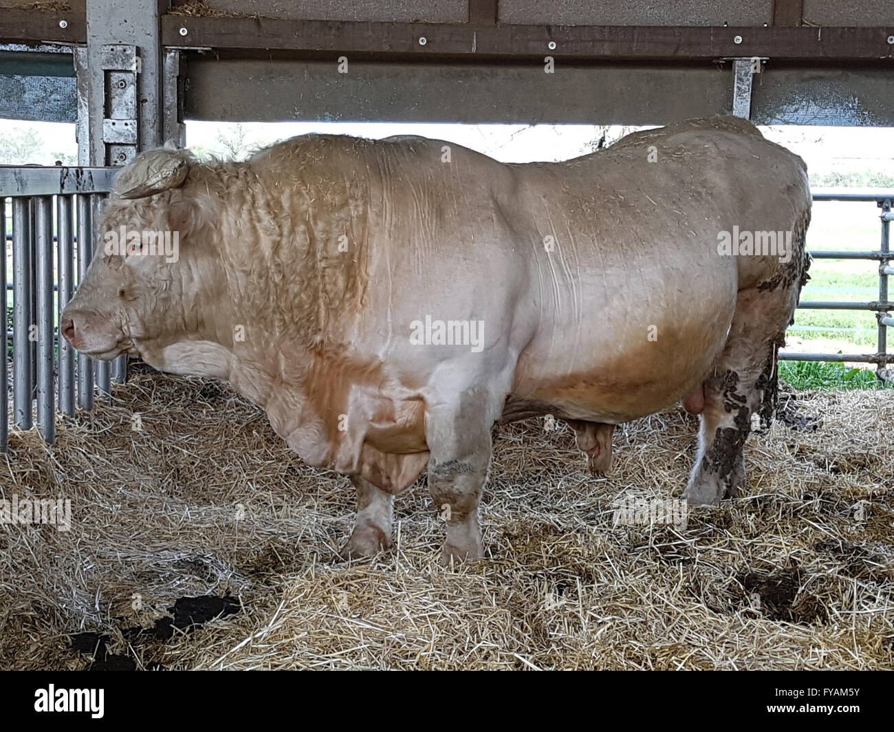 Charolais, ist eine Rinderart fuer die Fleischverwertung Foto Stock
