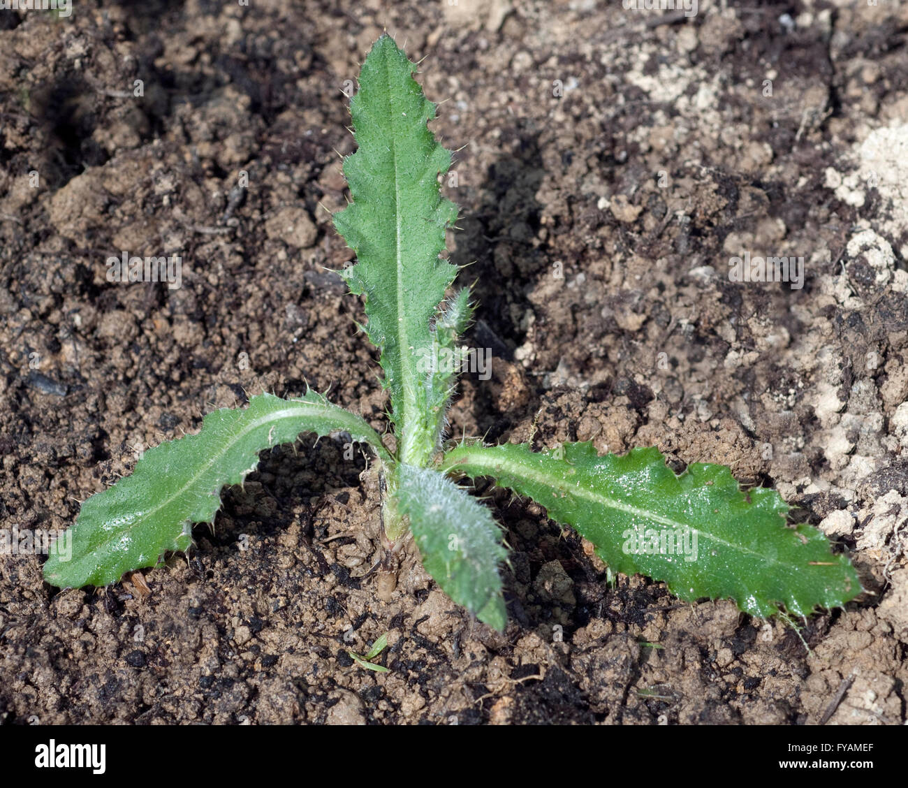 Acker-Kratzdistel;; Cirsium arvense; Keimling, Sproessling Foto Stock