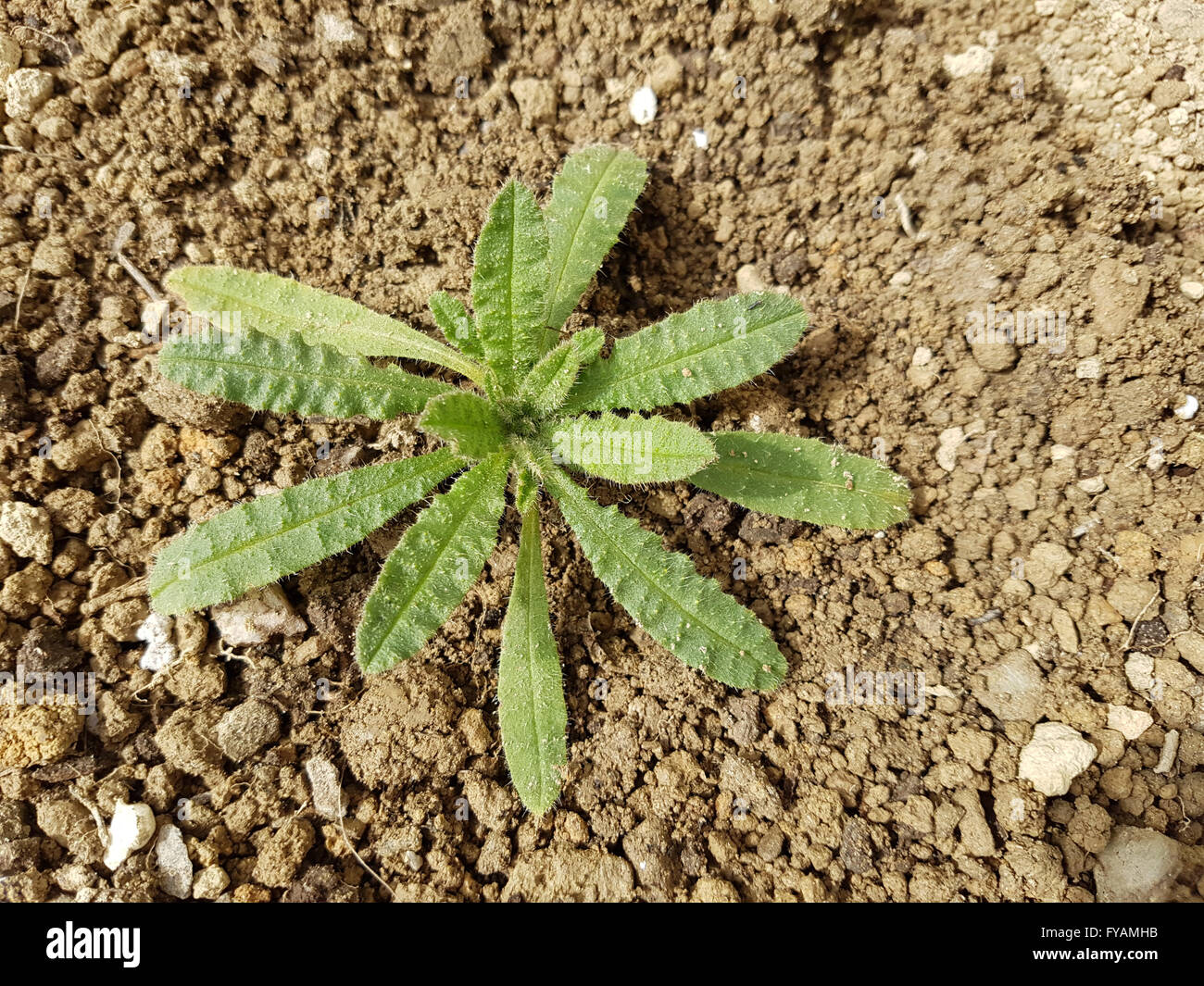 Acker-Kratzdistel;; Cirsium arvense; Keimling Foto Stock