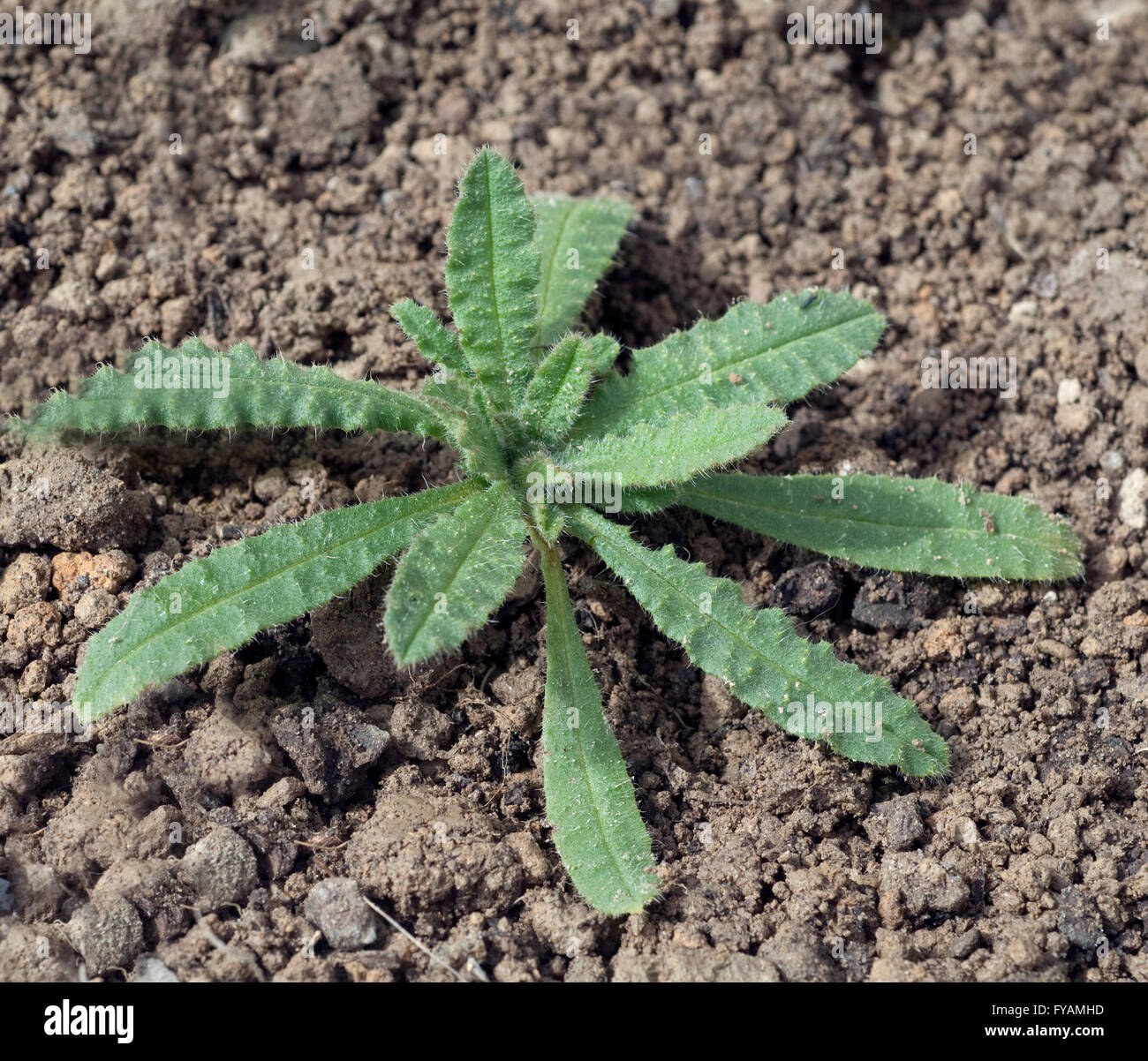 Acker-Kratzdistel;; Cirsium arvense; Keimling Foto Stock
