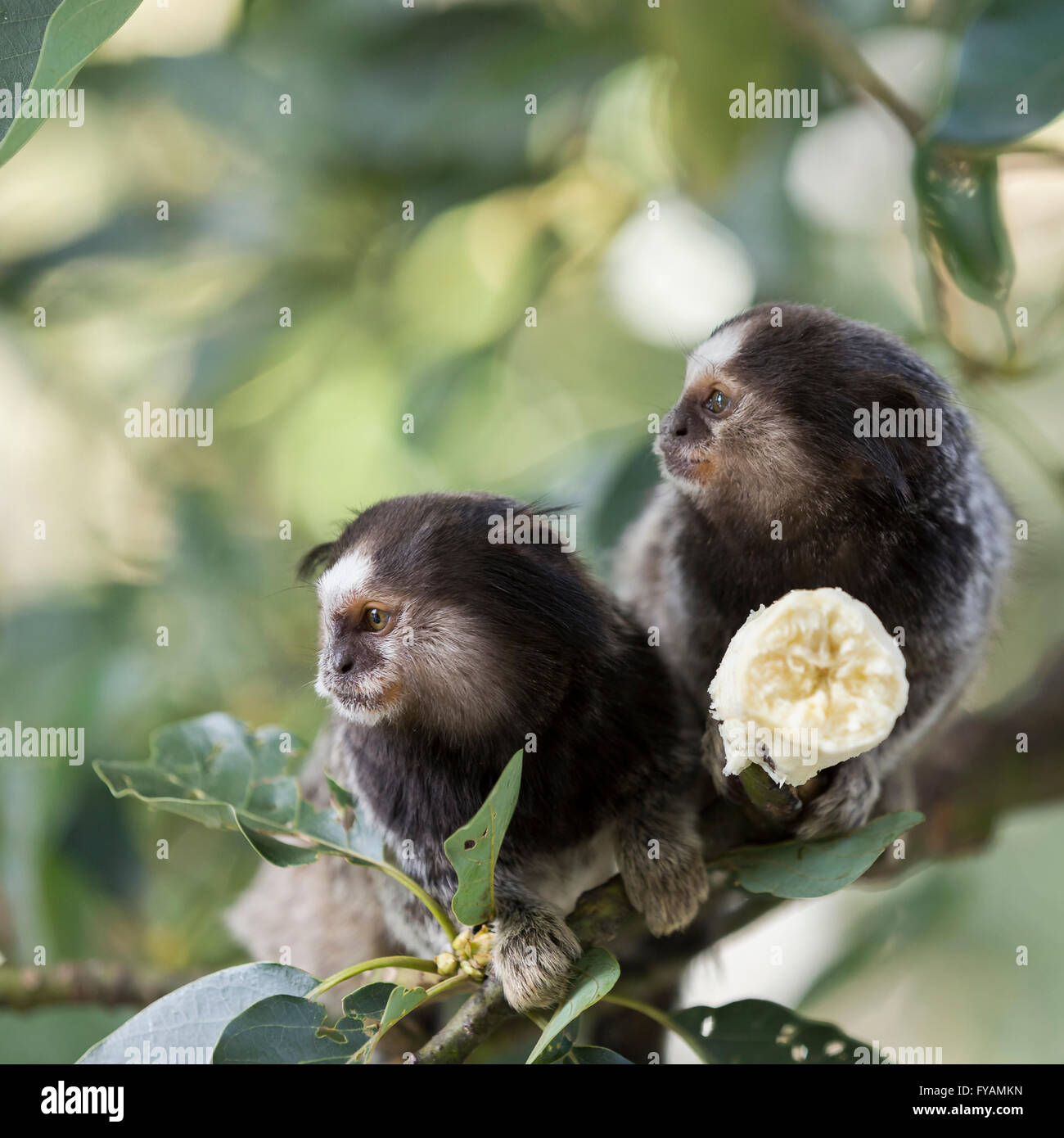 Due scimmie marmoset a mangiare una banana Foto Stock