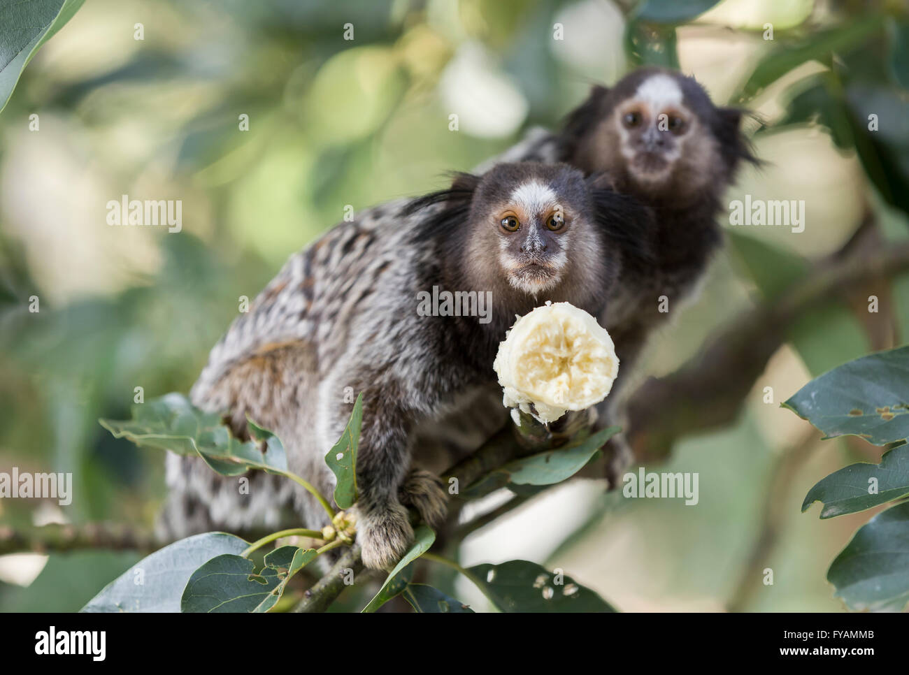 Due scimmie marmoset a mangiare una banana Foto Stock