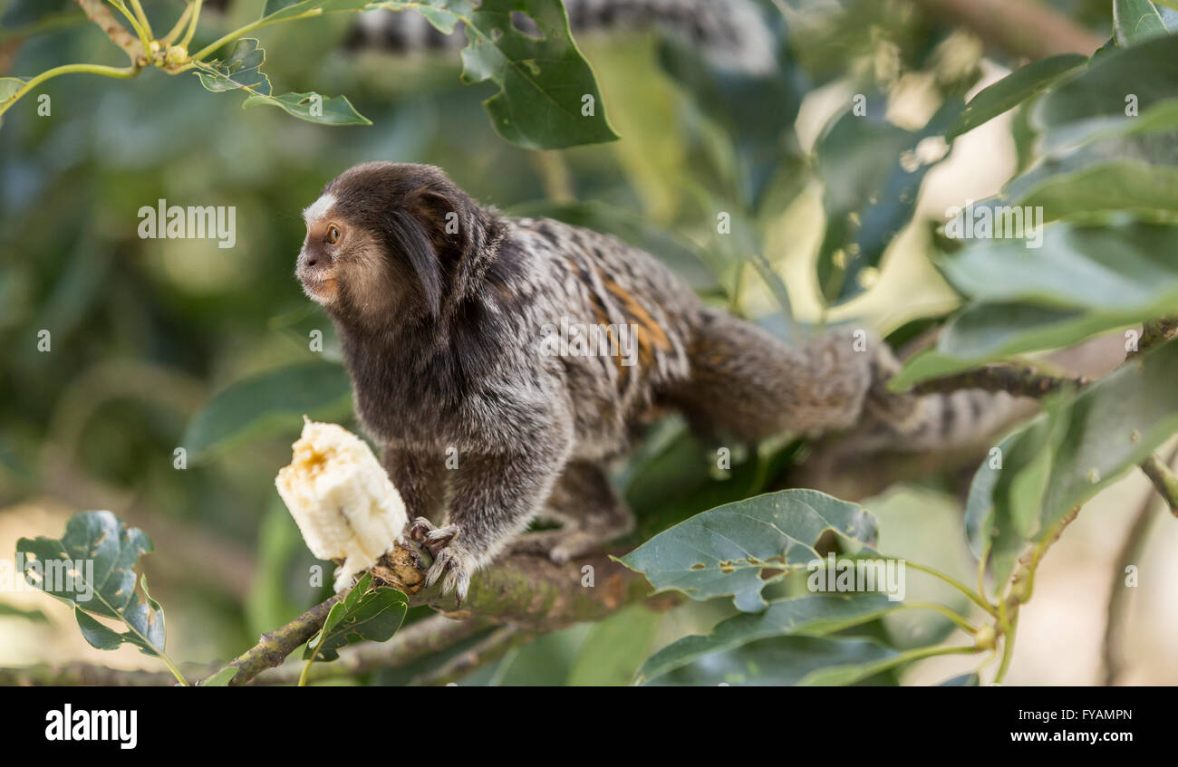 Scimmie marmoset a mangiare una banana Foto Stock