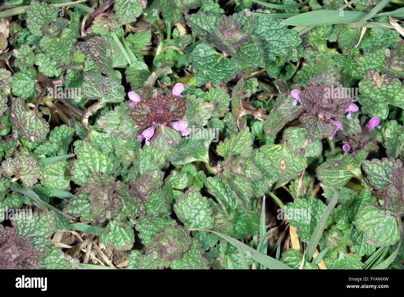 Purpurrote, Taubnessel, Lamium purpureum Foto Stock