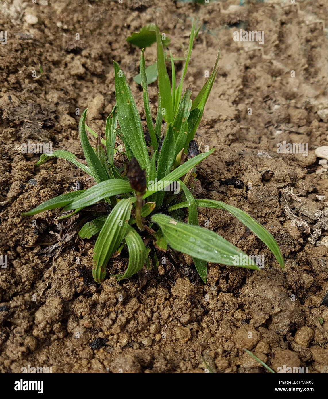 Jungpflanze, Spitzwegerich, planzago; Lanceolata Foto Stock