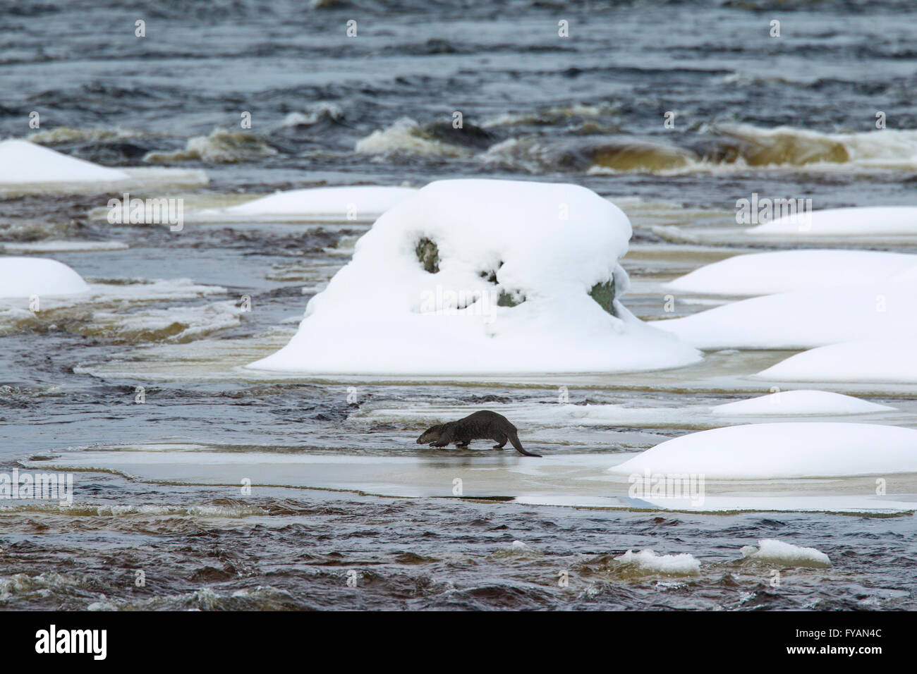 Unione Lontra di fiume (Lutra lutra) la caccia sul ghiaccio del fiume congelato in inverno Foto Stock