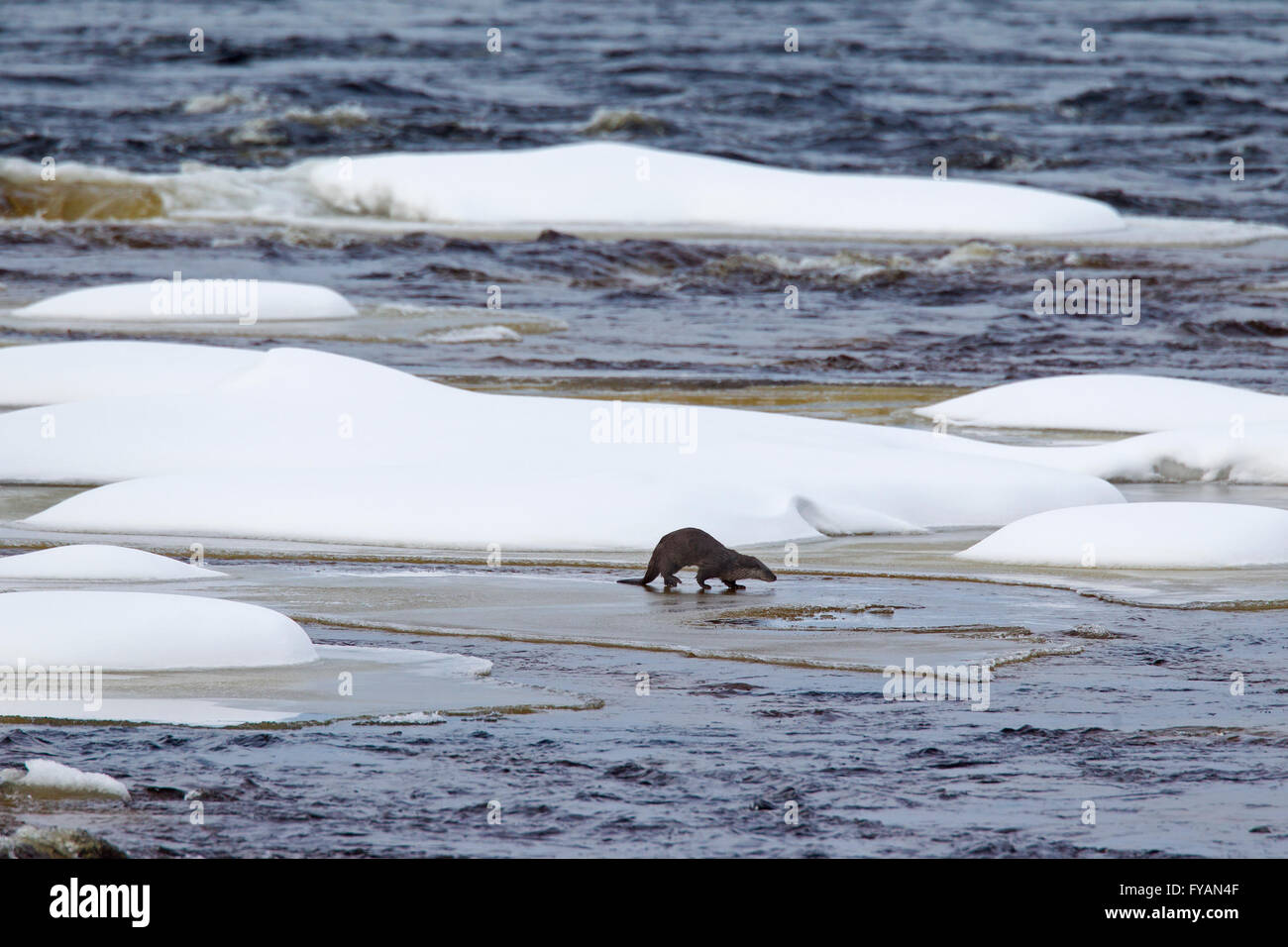 Unione Lontra di fiume (Lutra lutra) la caccia sul ghiaccio del fiume congelato in inverno Foto Stock