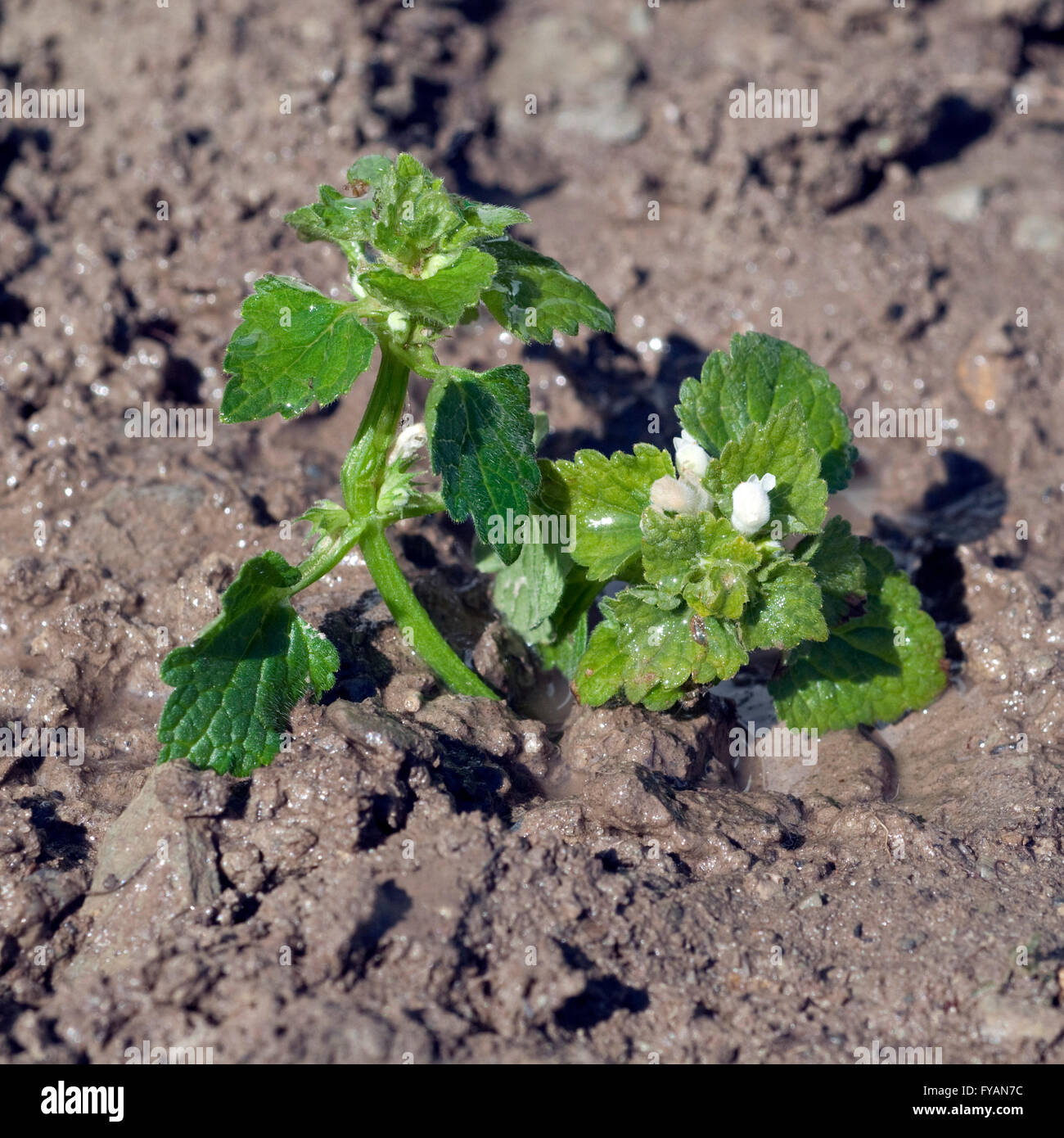 Weisse Taubnessel, ist eine Heilpflanze und Arzneipflanze, Wildpflanze Foto Stock