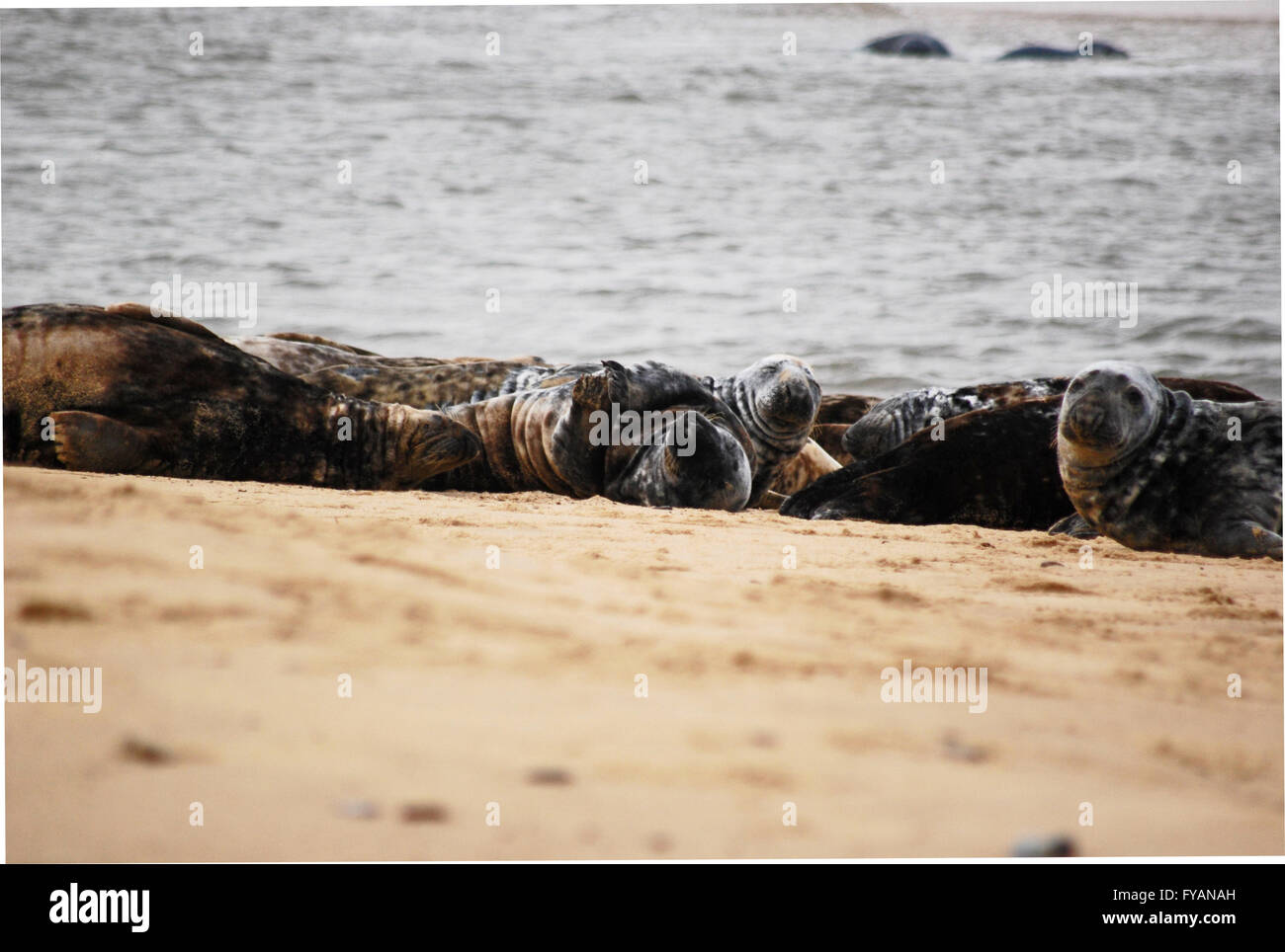 Le foche grigie Horsey Norfolk Foto Stock