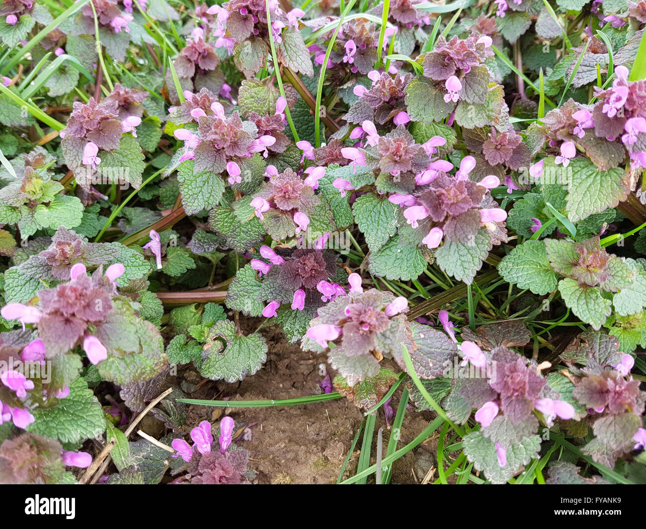 Purpurrote, Taubnessel, Lamium purpureum Foto Stock